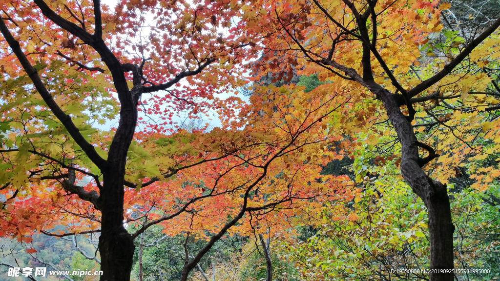 秋天山里的彩色枫叶