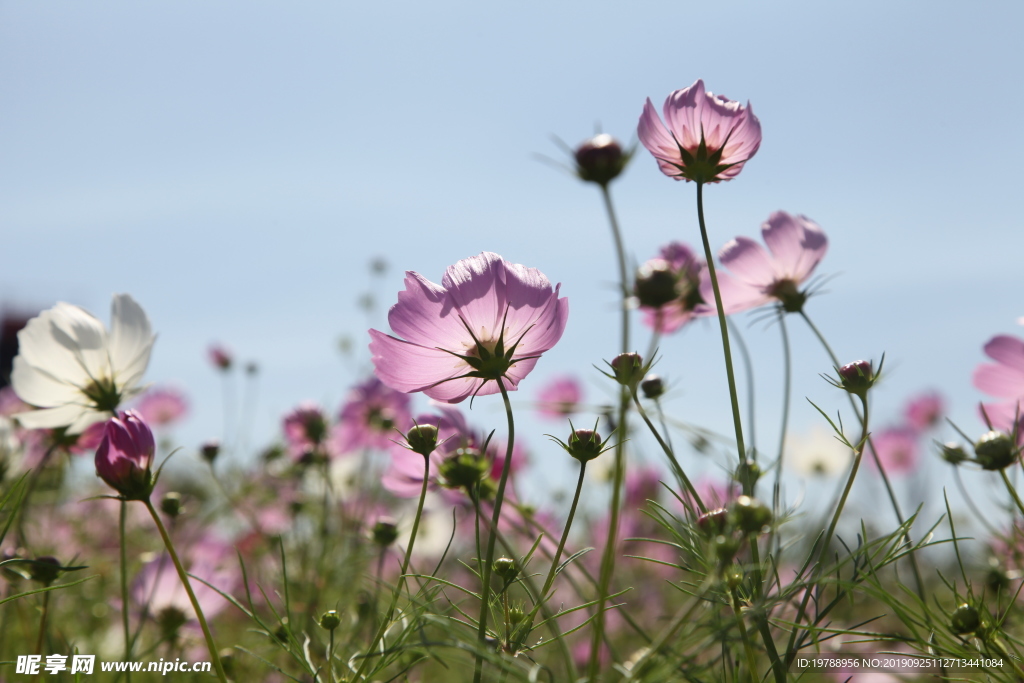 洛桑花