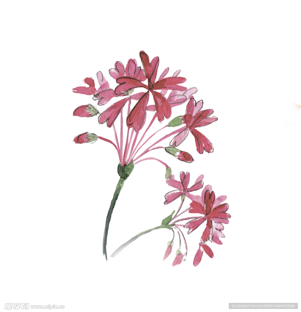 小清新植物水彩插画