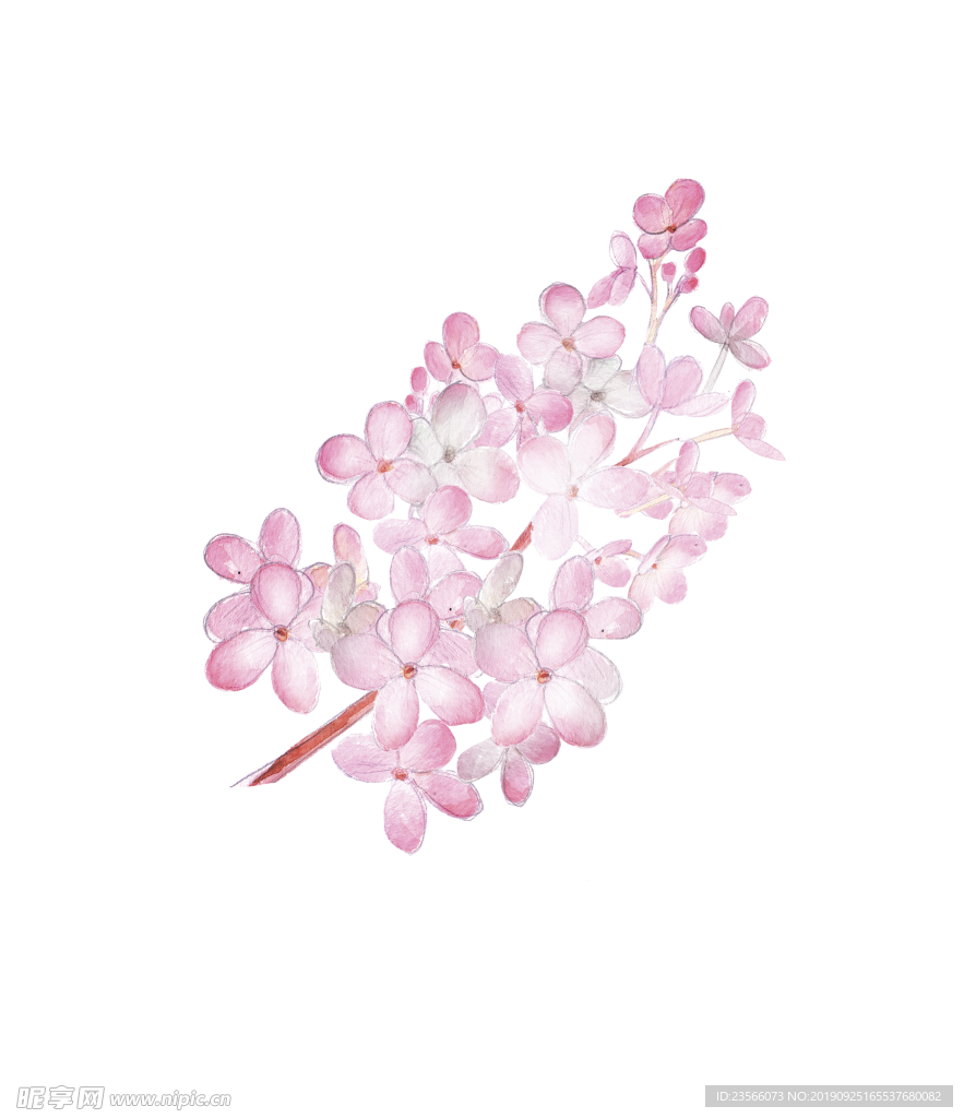 小清新植物水彩插画