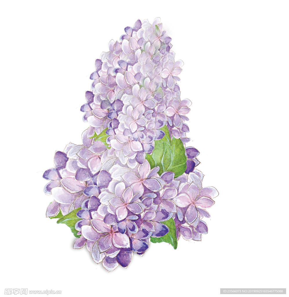 小清新植物水彩插画