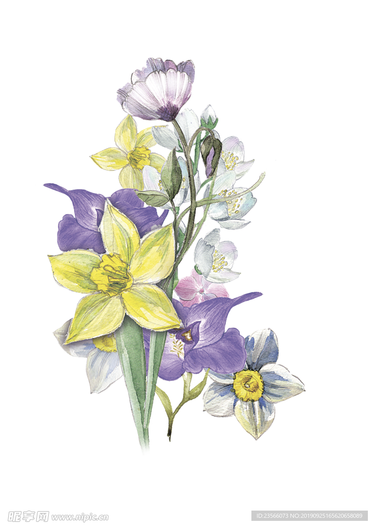 小清新植物水彩插画