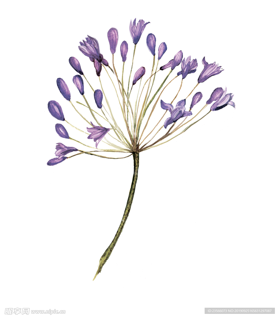 小清新植物水彩插画