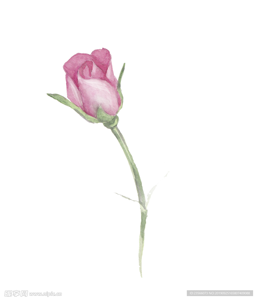 小清新植物水彩插画