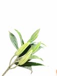 百合 手绘