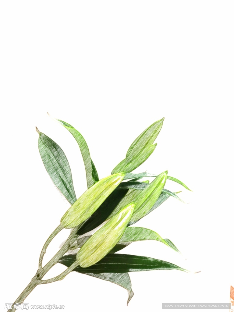 百合 手绘