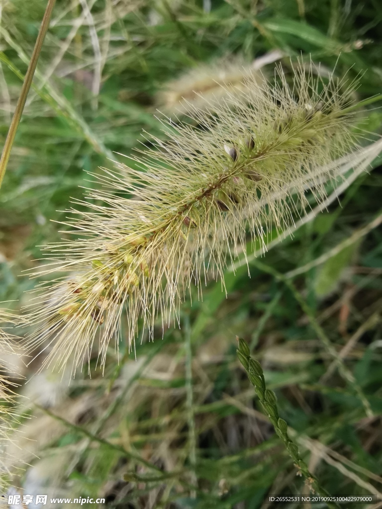 狗尾草