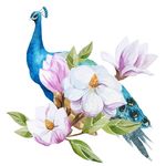 孔雀矢量素材