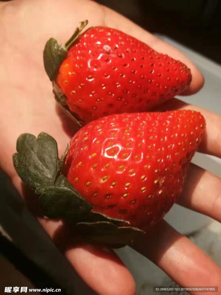 草莓