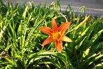 花花草草