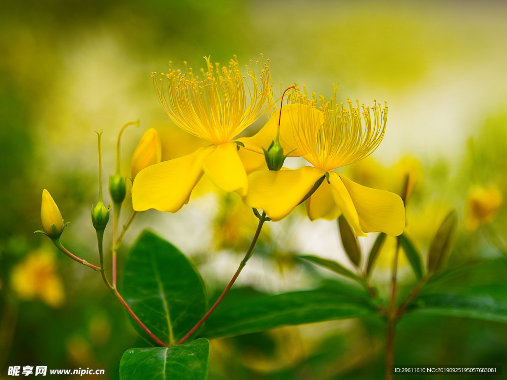 花