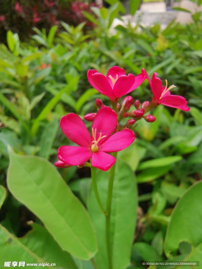 风景花