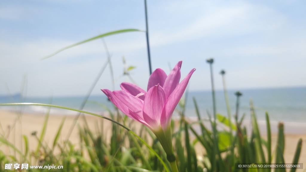 夏日花