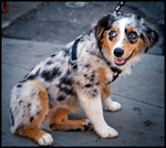 澳大利亚牧羊犬