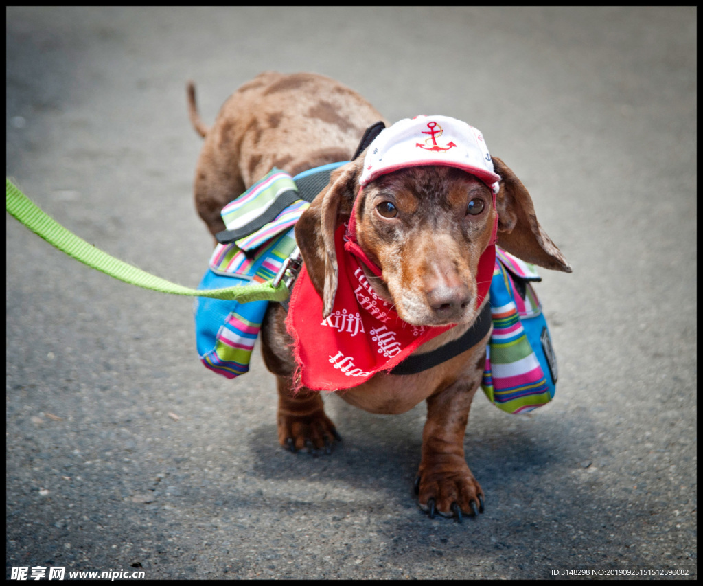 腊肠犬