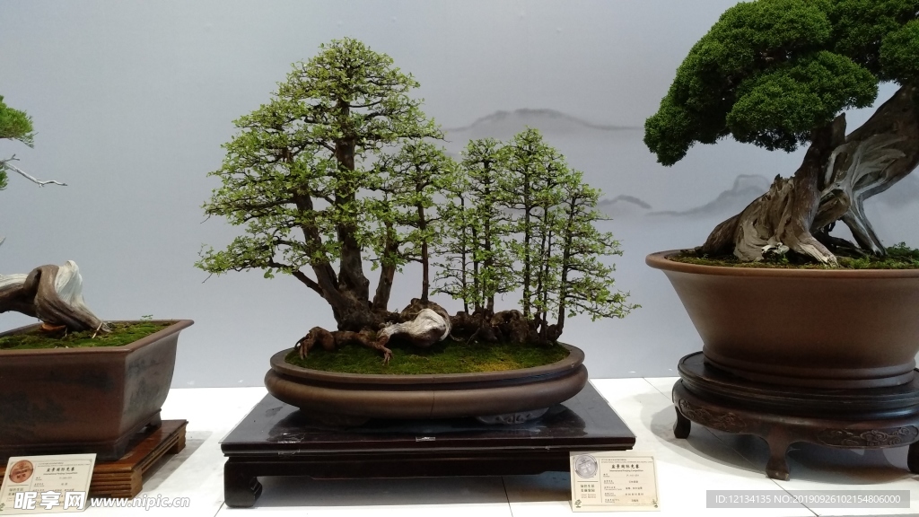 盆景