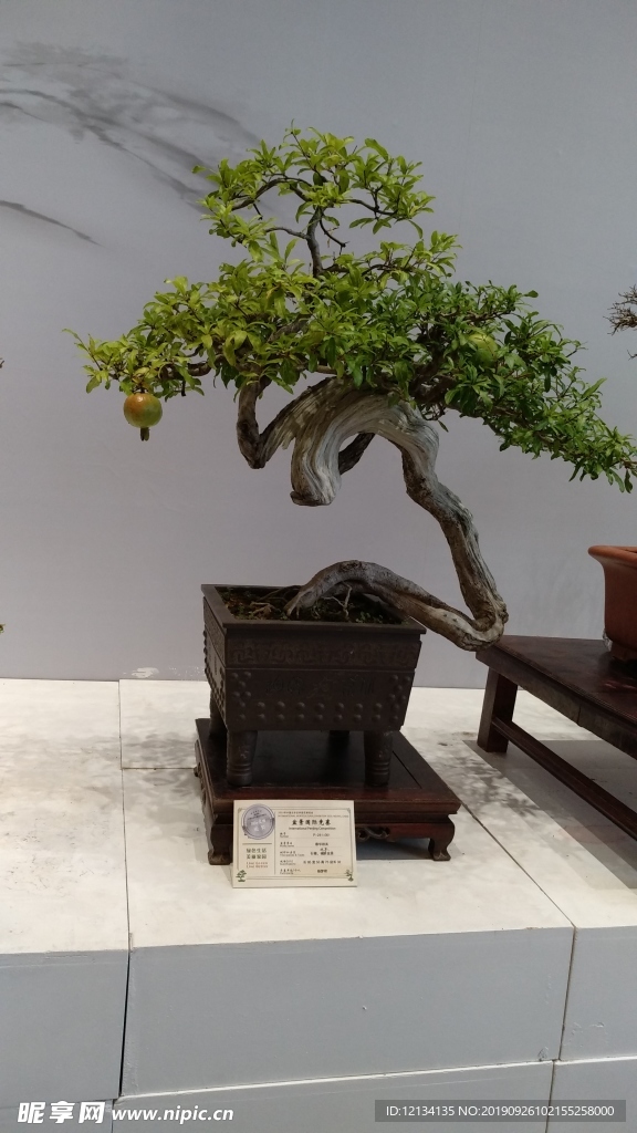 盆景