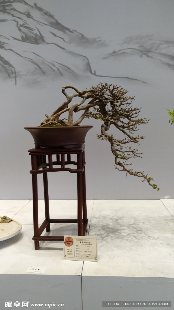 盆景