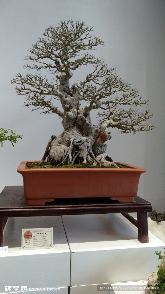 盆景