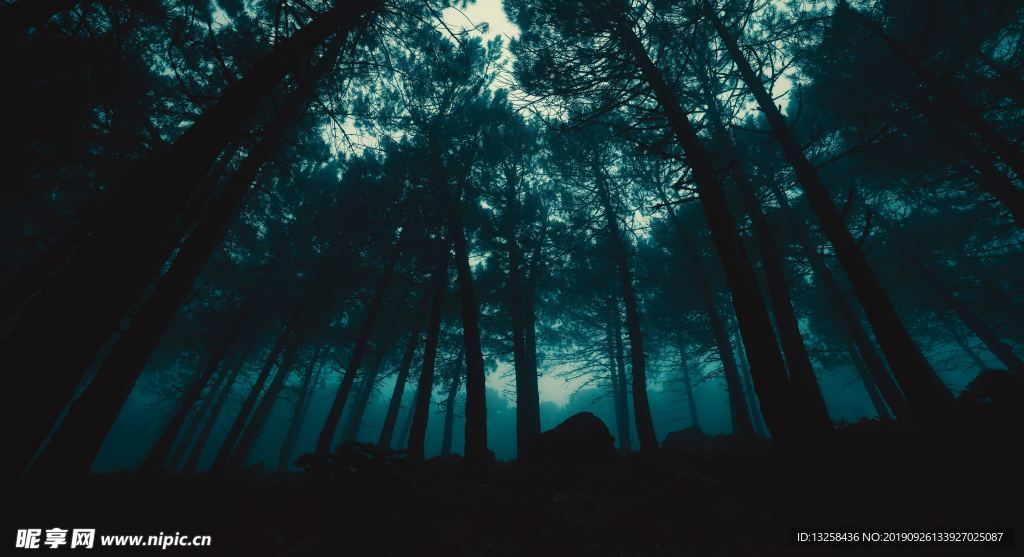 森林树木风景
