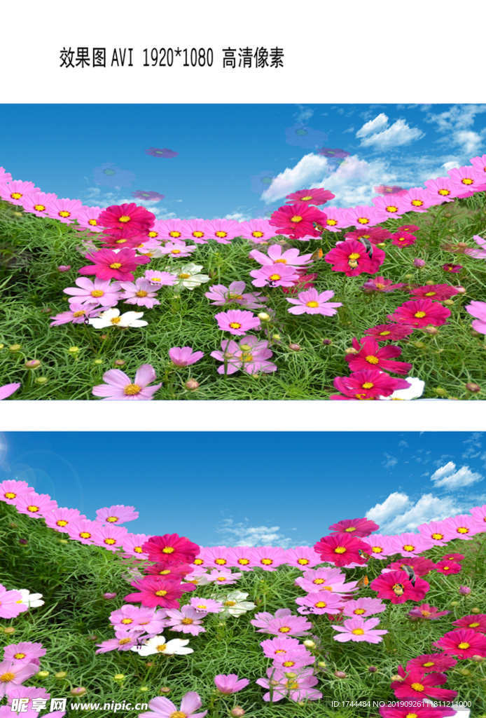 波斯菊风景AVI视频
