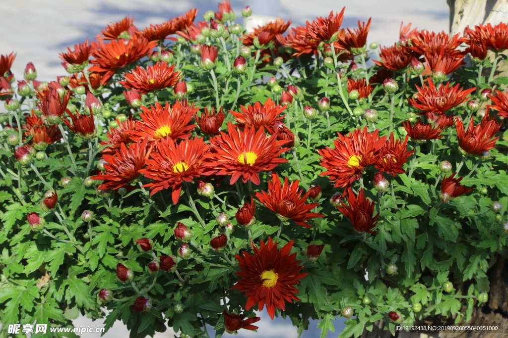 菊花