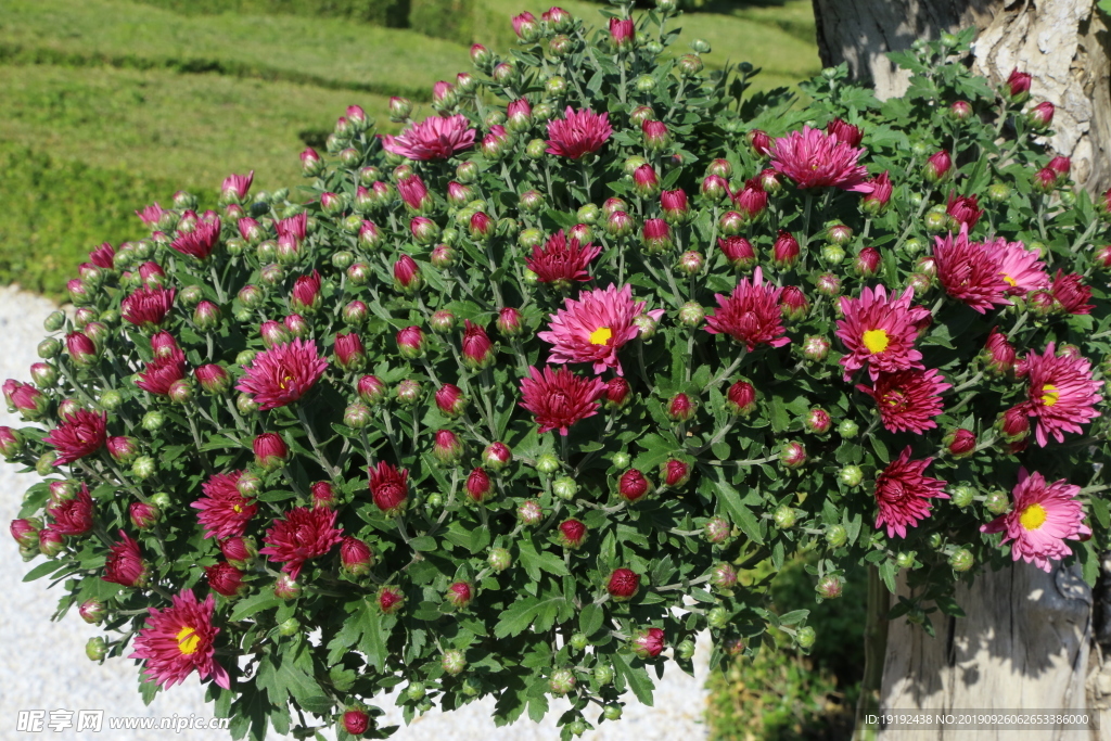 菊花
