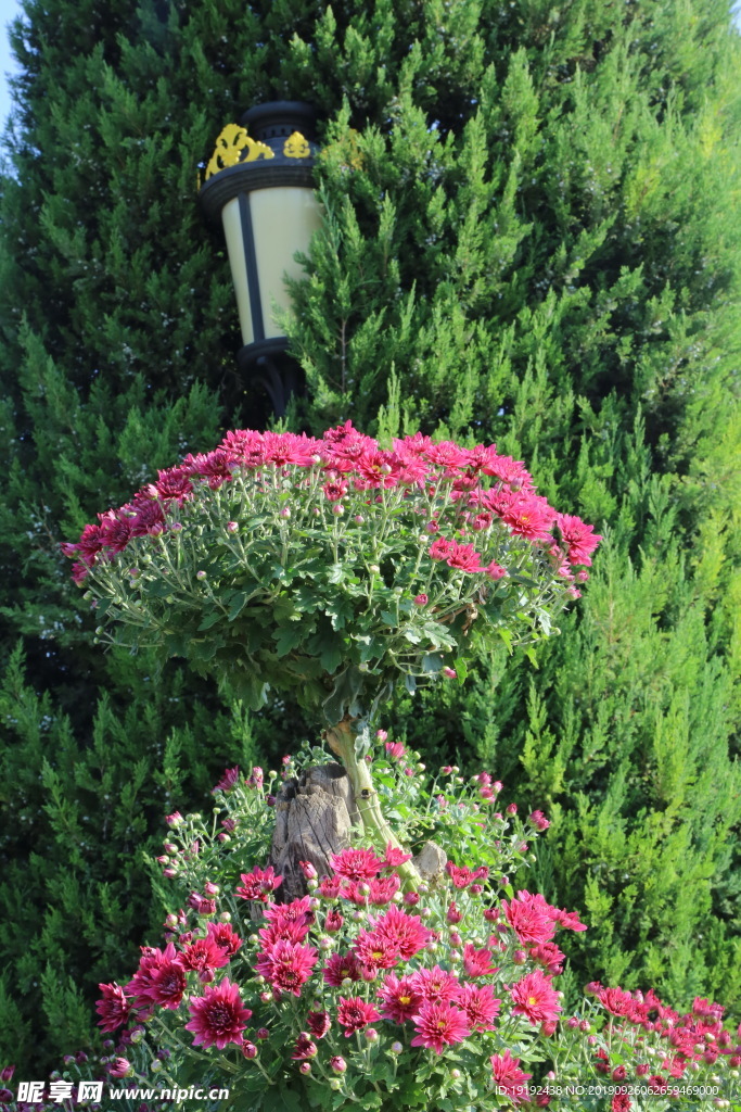 菊花