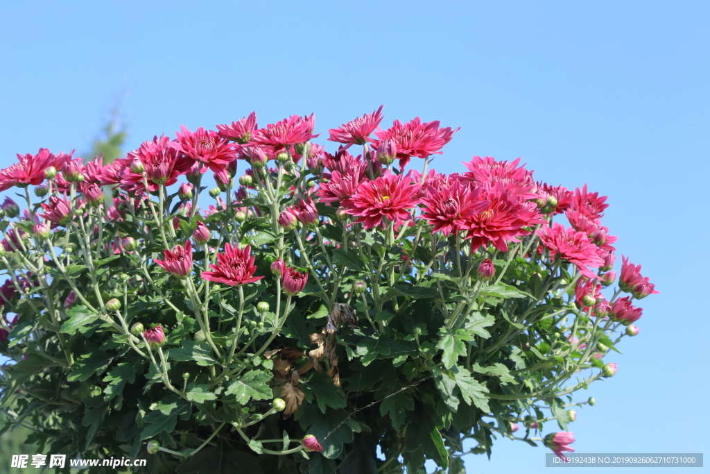 菊花