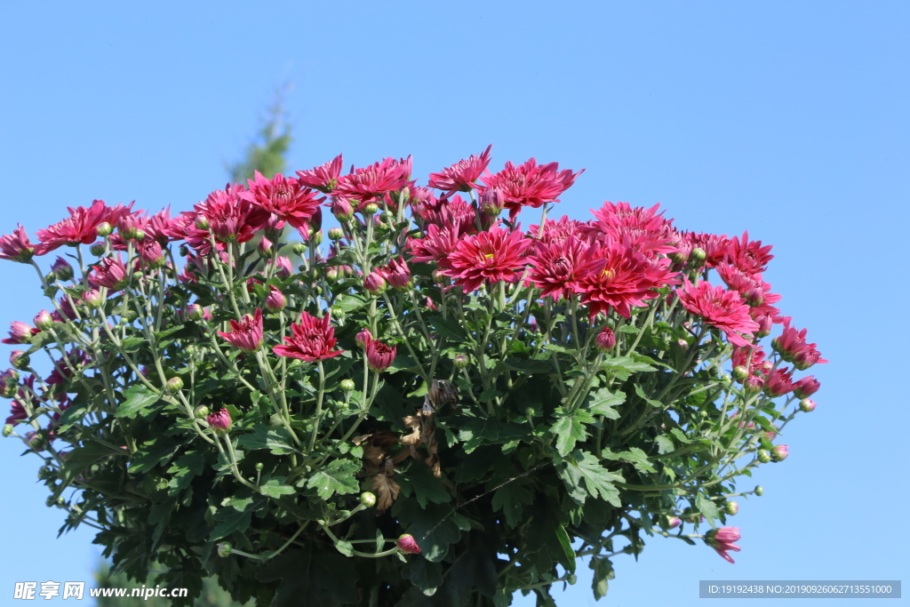 菊花