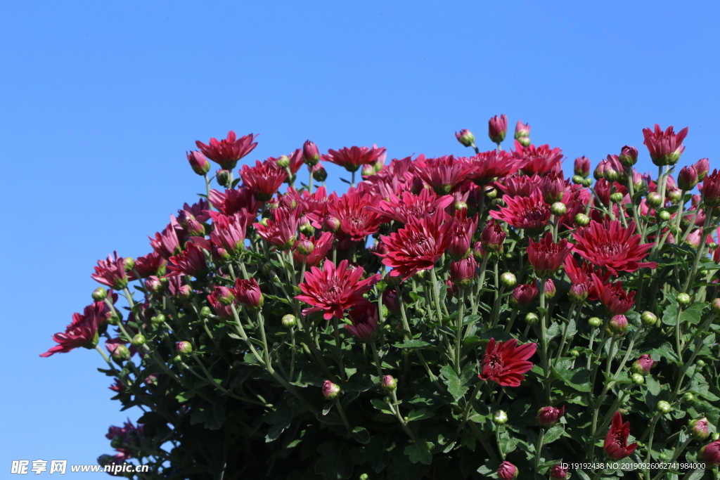 菊花