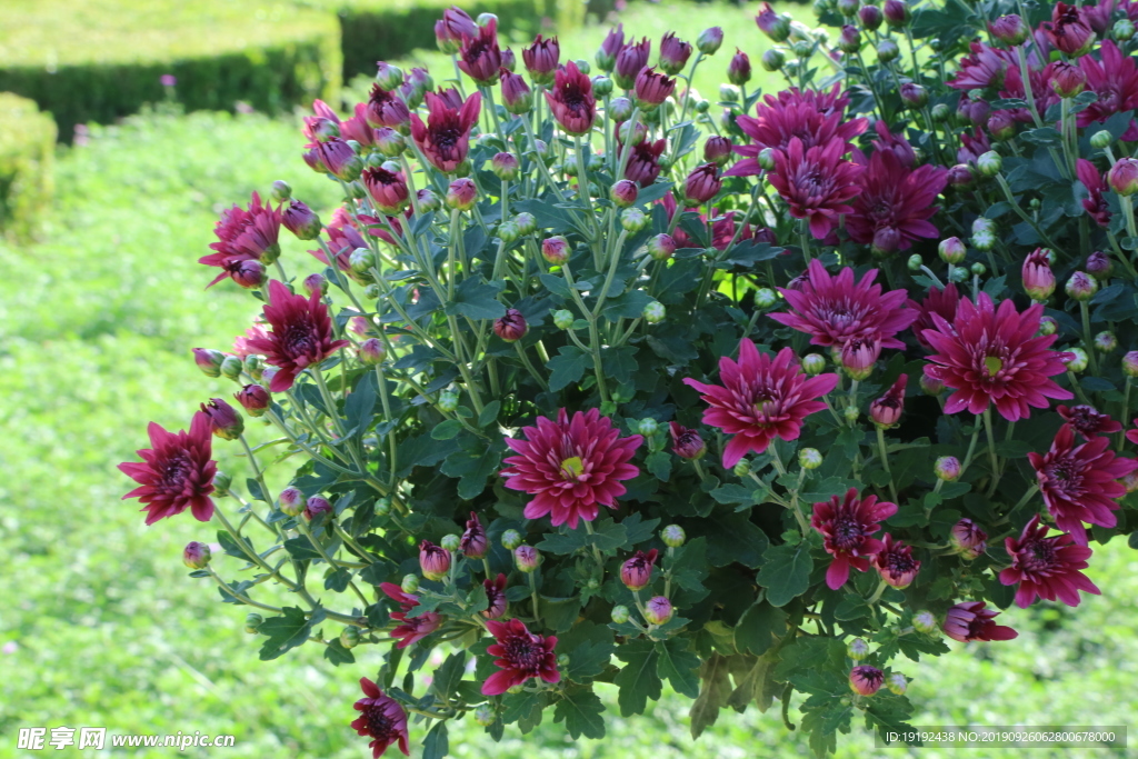 菊花