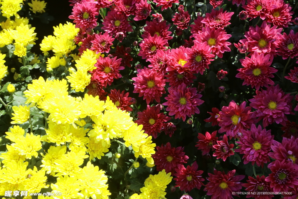 菊花