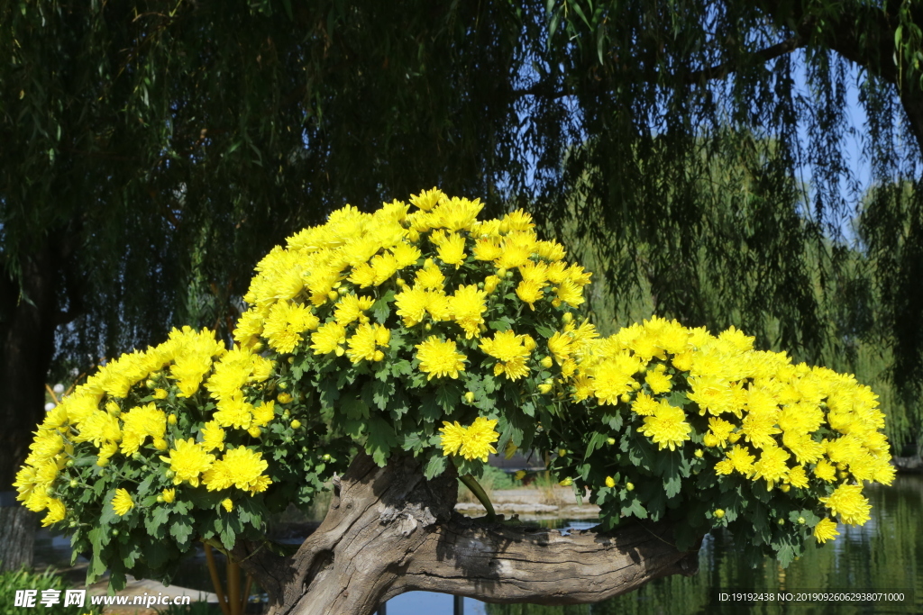 菊花