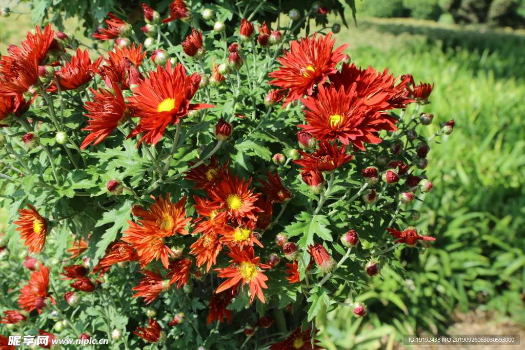 菊花