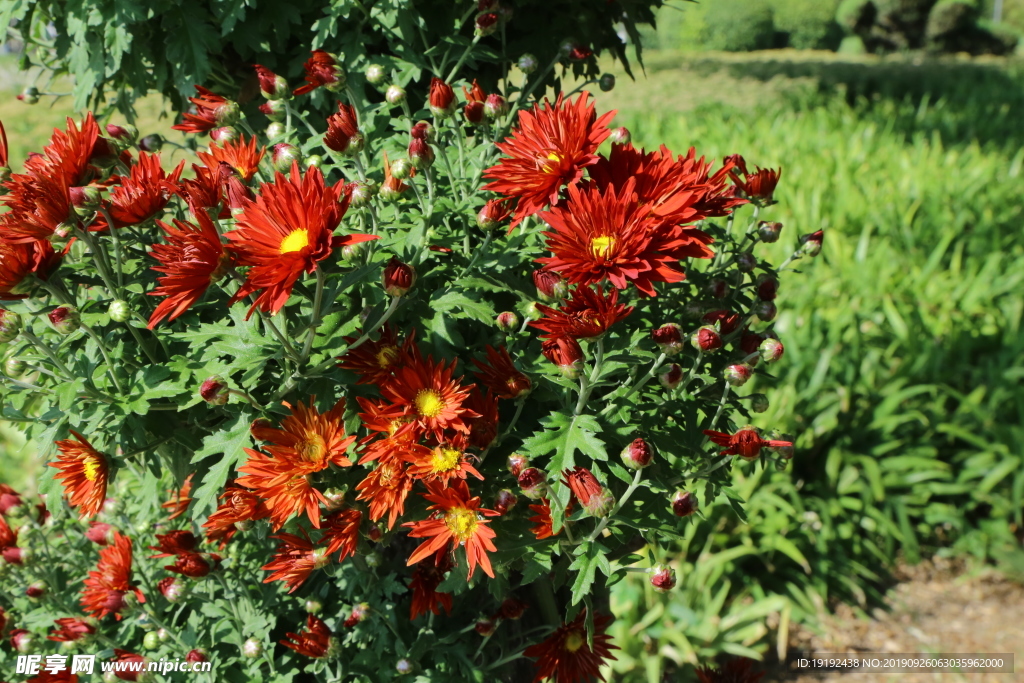菊花