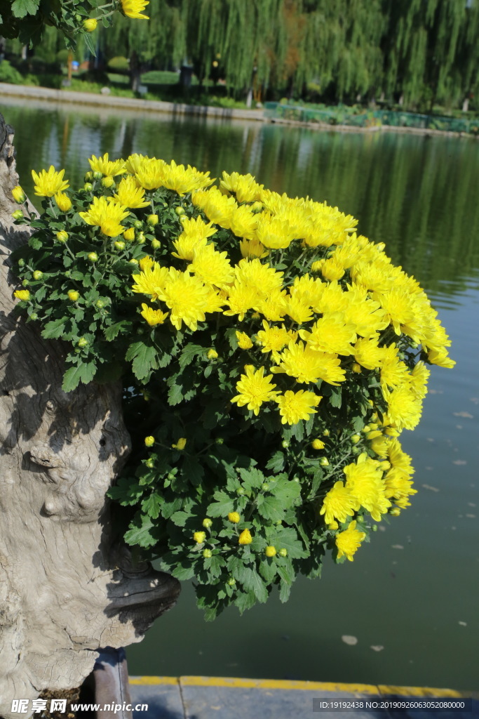 菊花