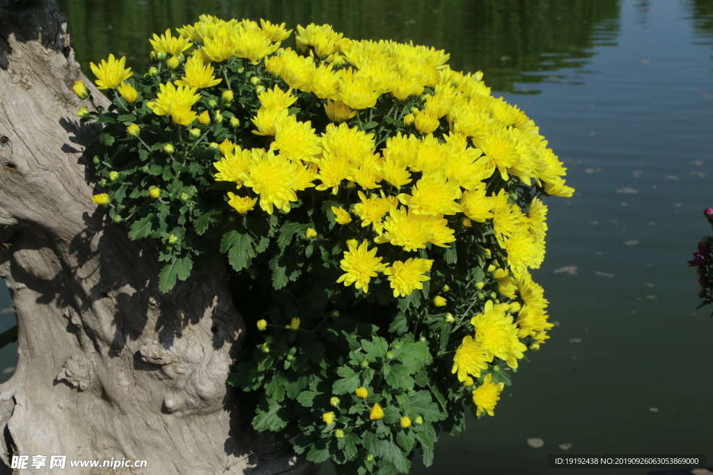 菊花