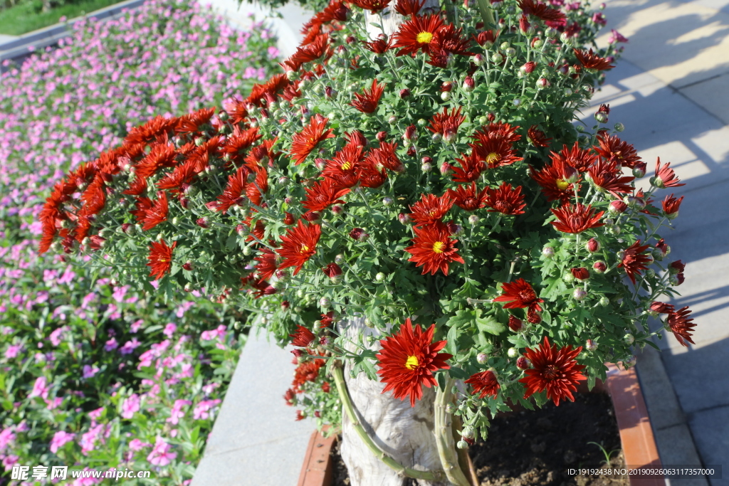 菊花