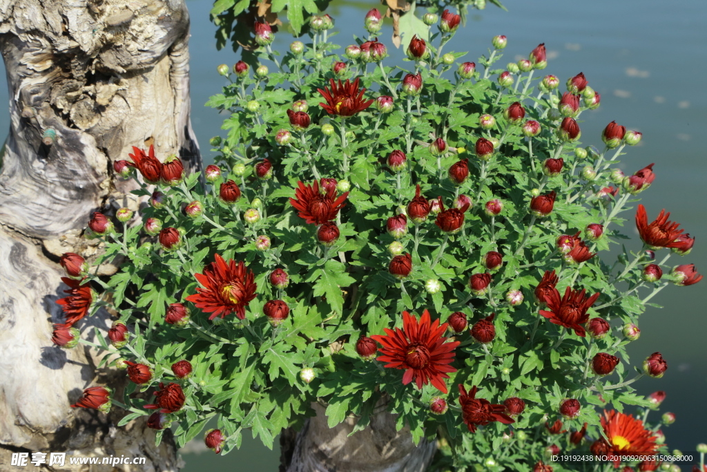 菊花