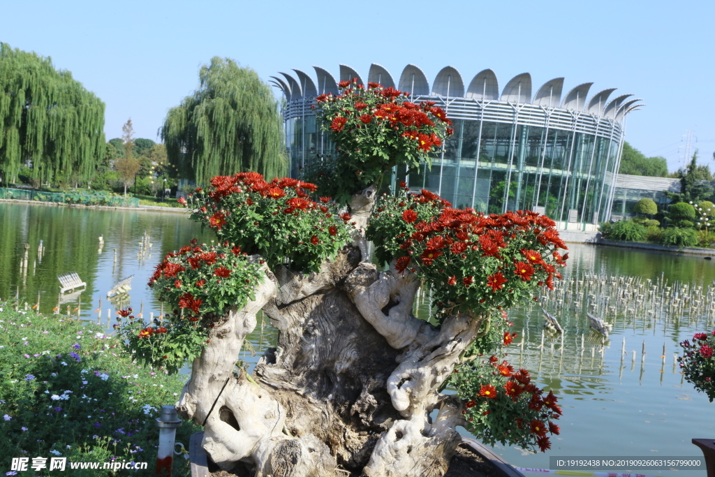 菊花