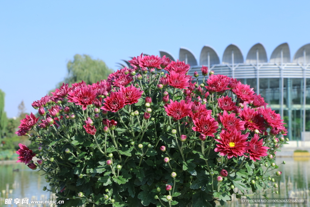 菊花