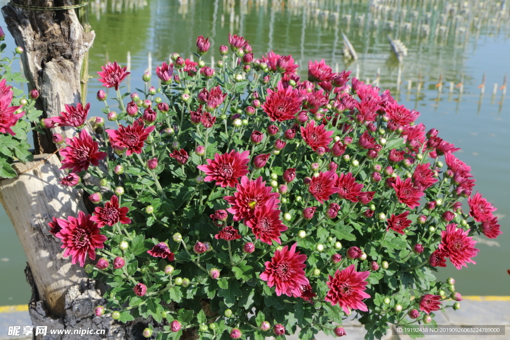 菊花