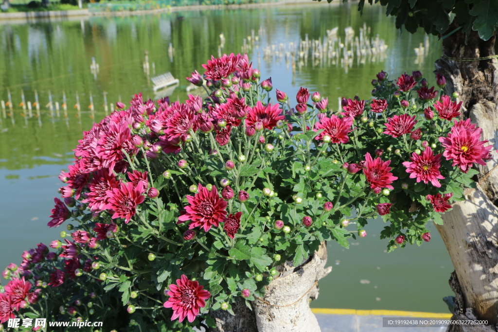 菊花