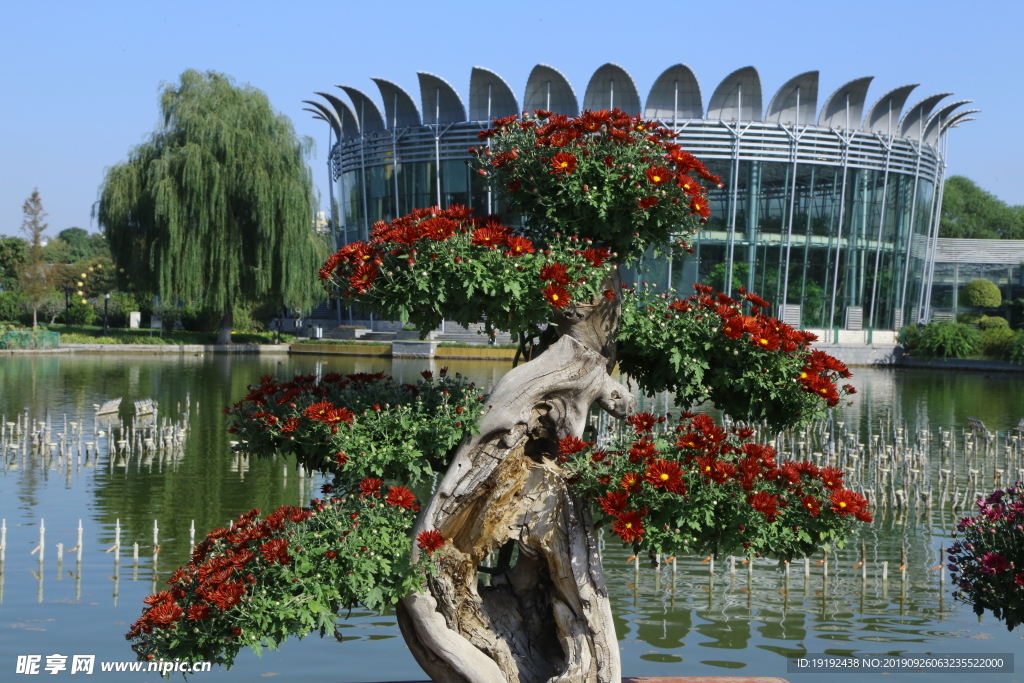 菊花