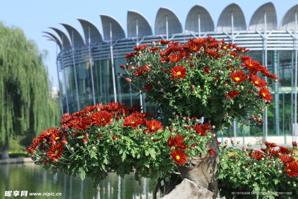 菊花