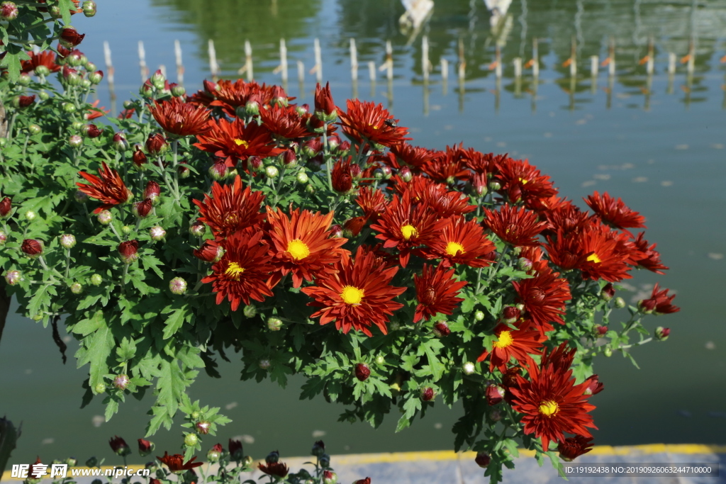 菊花