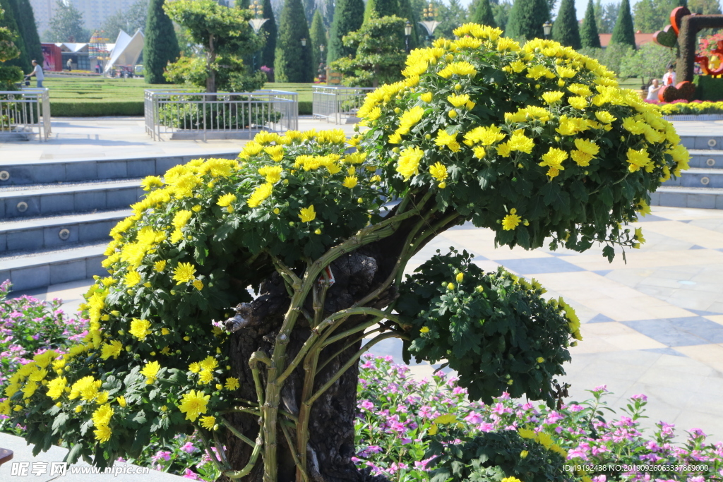 菊花