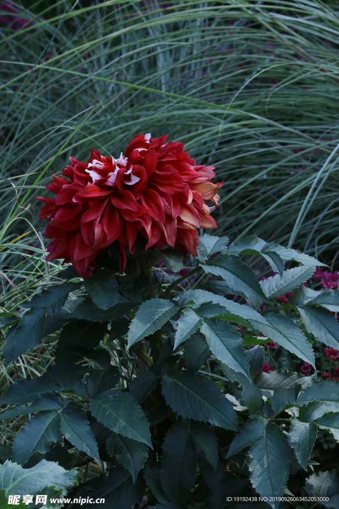 大丽花