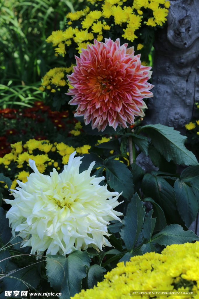 大丽花